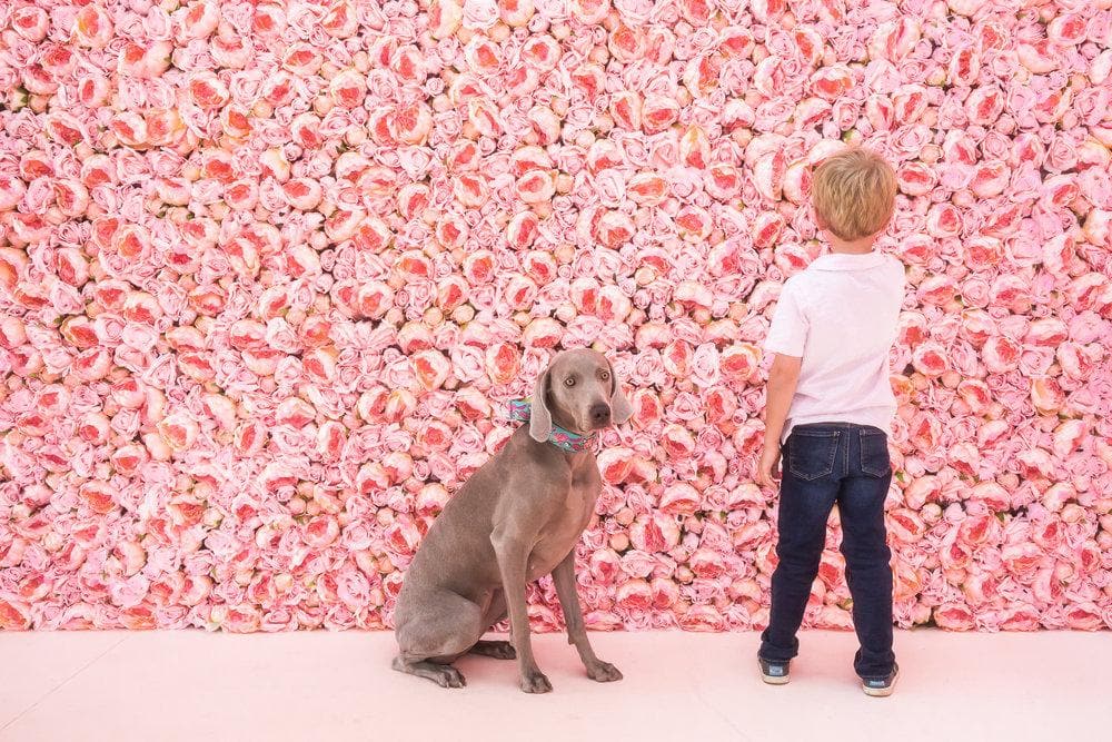 Boy and his dog in front of Flower Vault pink peonies.